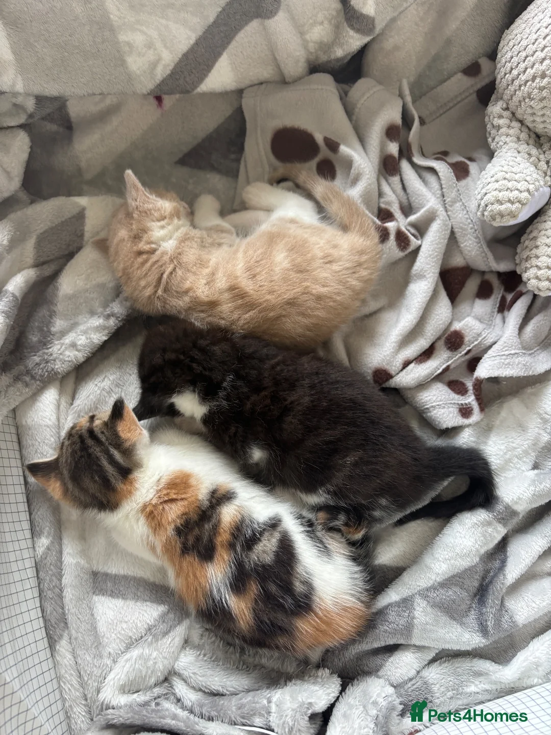 Mixed Breed cats for sale: Kittens Looking for Their Forever Homes 🐱❤️ in Gloucester - Advert 26