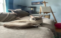 Ragdoll cats for sale: Ragdoll kitten READY TO GO - Image 5
