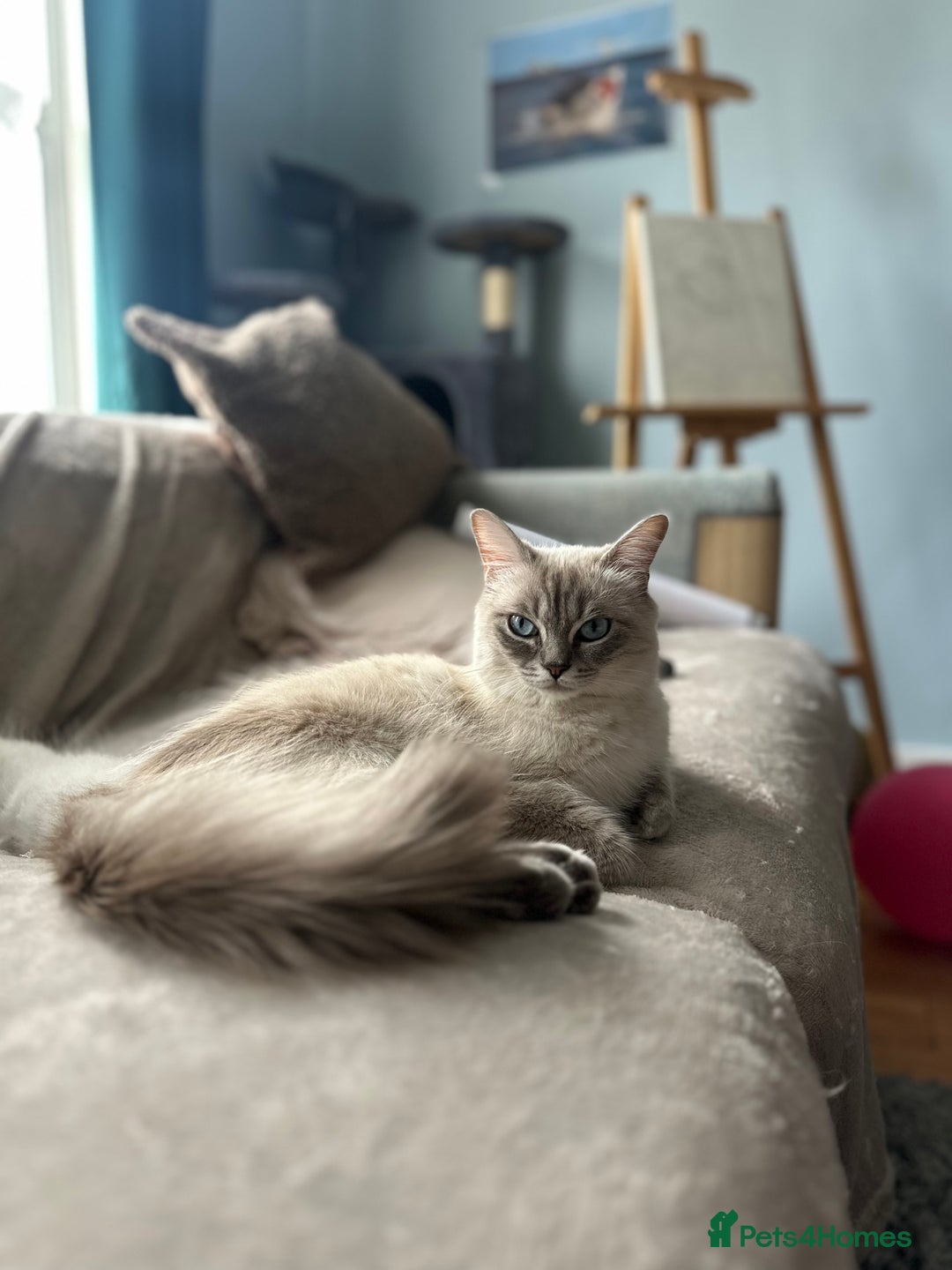 Ragdoll cats for sale: Ragdoll kitten READY TO GO - Image 5