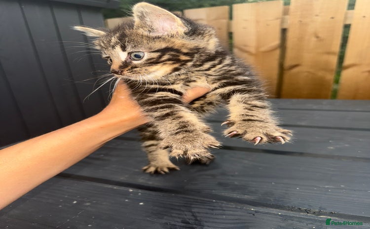Mixed Breed cats - Advert 1