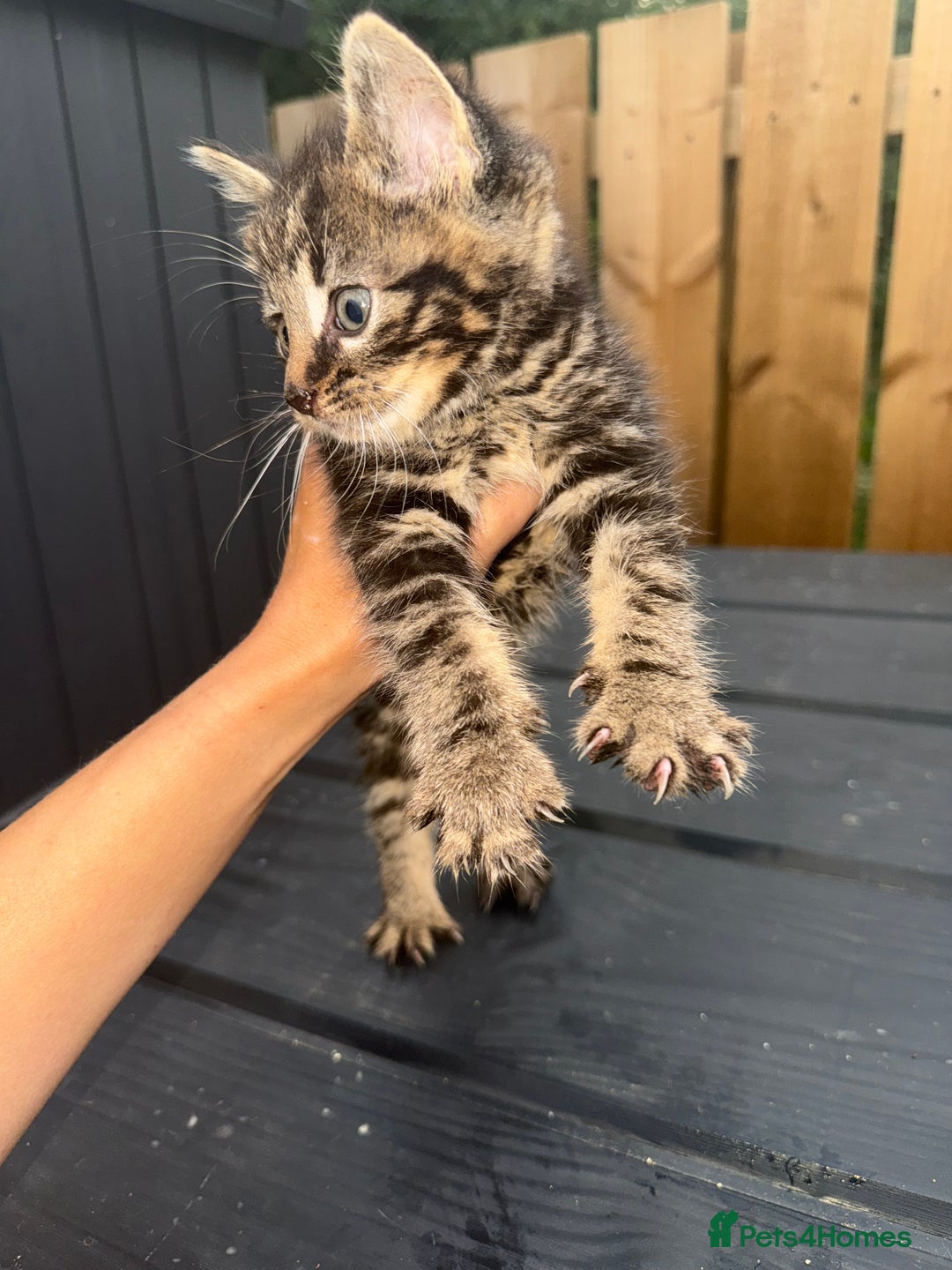 Mixed Breed cats for sale: 1 male 2 females  - Image 1