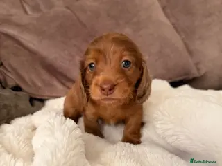 Miniature Dachshund dogs Long & Short Haired Miniature Dachshund Puppies - Advert 2