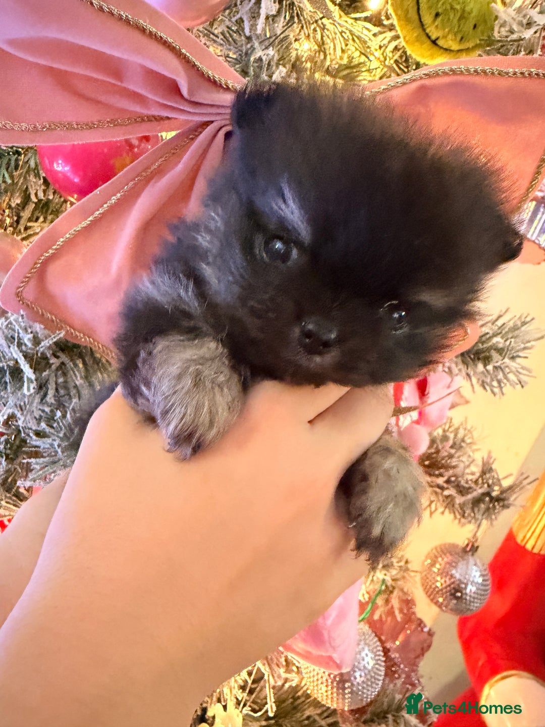 Pomeranian dogs for sale: Pomeranian puppys  - Advert 10