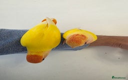 Lovebirds birds for sale: Super Tame, Hand Reared Baby Lovebird - Image 2