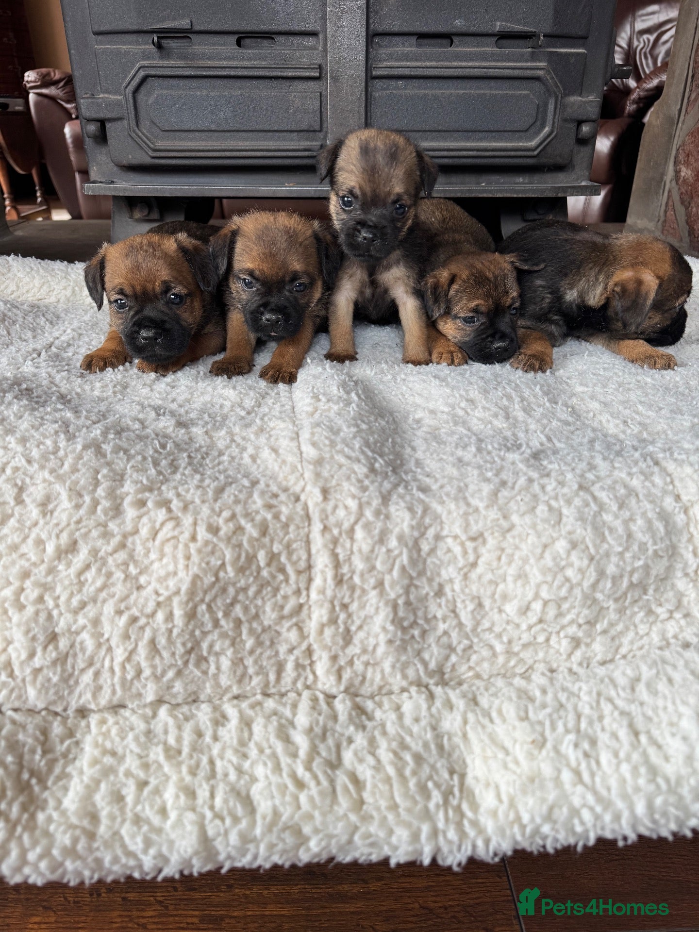Border Terrier dogs KC registered border terrier pups  - Advert 1