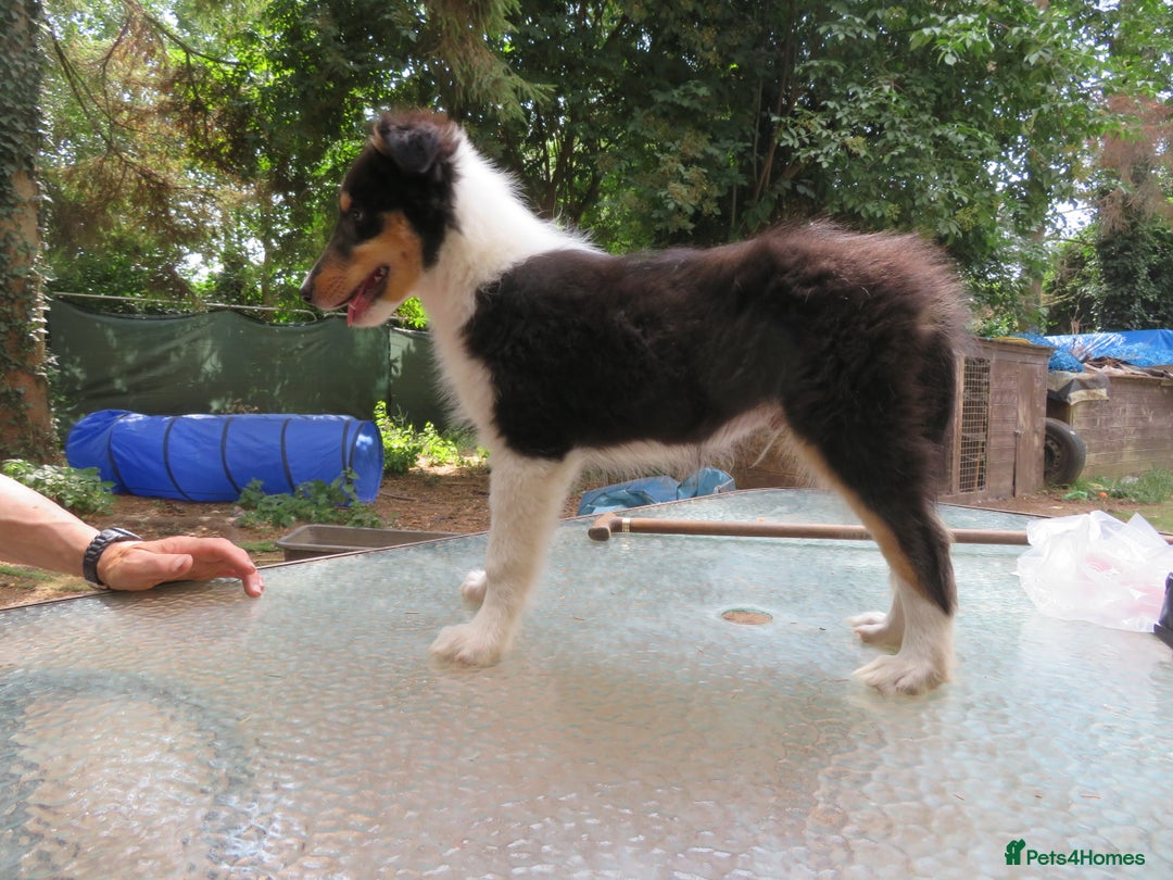 Mixed Breed dogs for sale: Rough collie cross  - Image 4