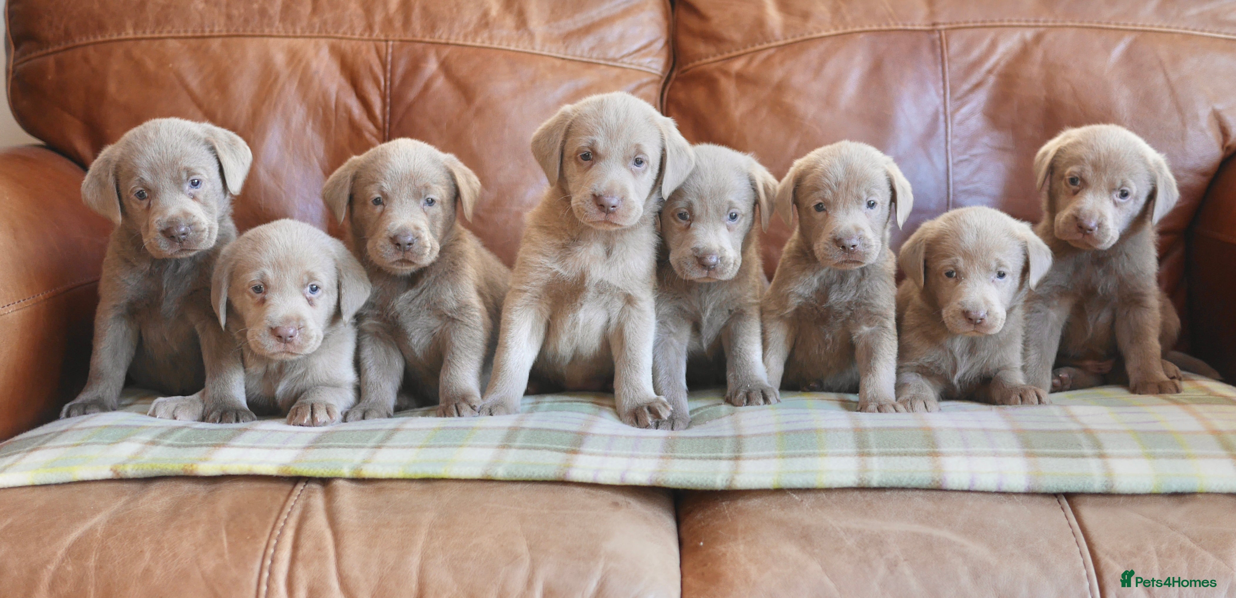 Labrador Retriever dogs Quality Health Tested Silver Labrador Puppies - Advert 2