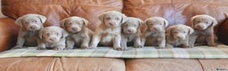 Labrador Retriever dogs for sale: Quality Health Tested Silver Labrador Puppies - Advert 1