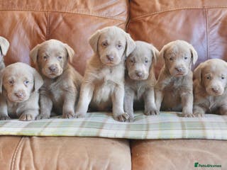 Labrador Retriever dogs Quality Health Tested Silver Labrador Puppies - Advert 2