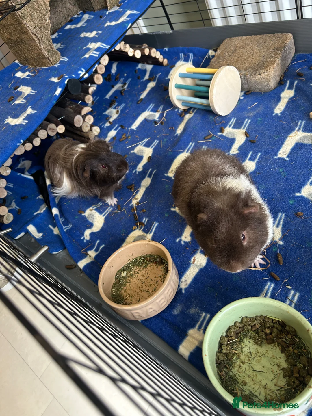 Guinea Pig rodents for sale: 2 Male Guinea pigs with or without cage in Solihull - Advert 1
