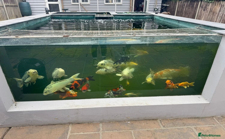 Koi Carp fish - Advert 2