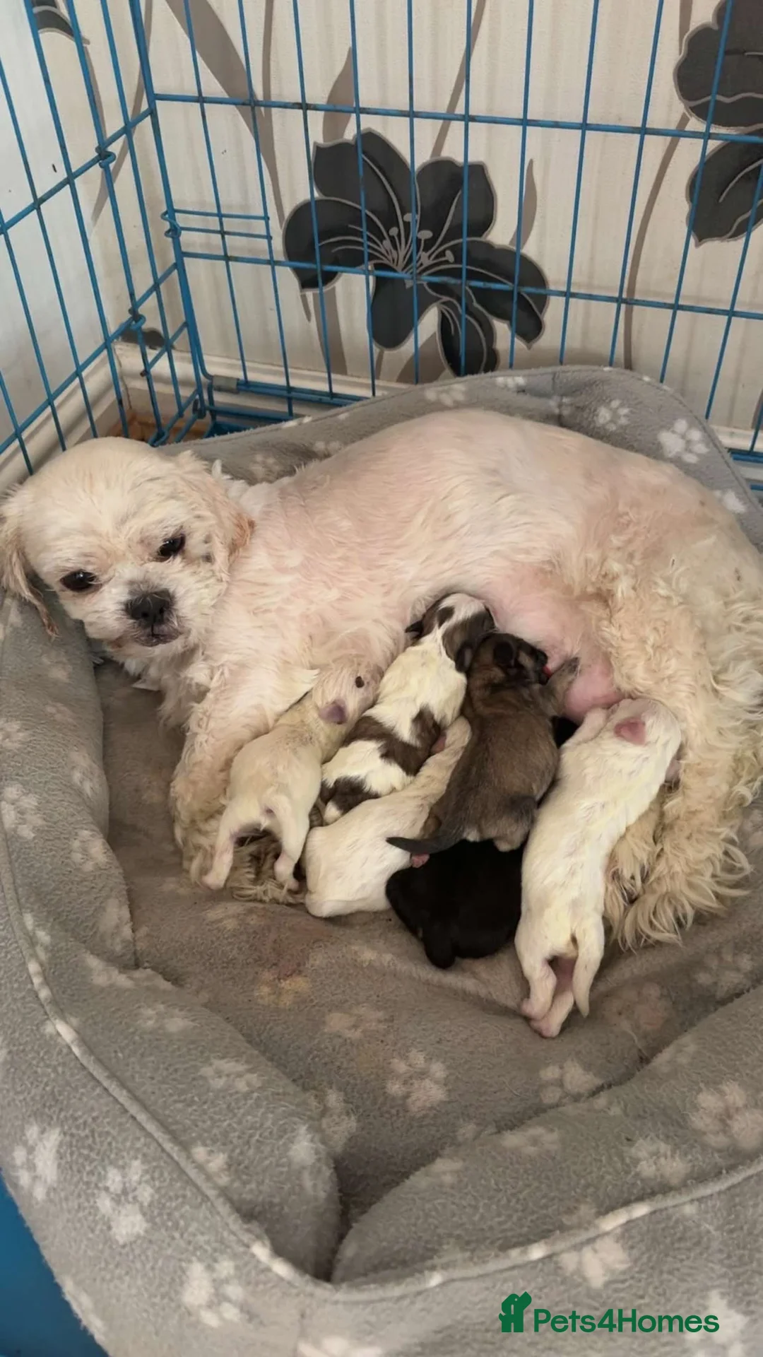 Shih Tzu dogs for sale: Shih Tzu puppies - Advert 2