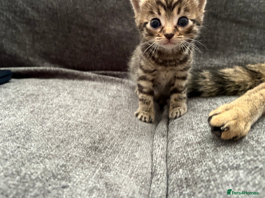 Bengal cats for sale: Russian Blue Bengal Kittens - Image 24