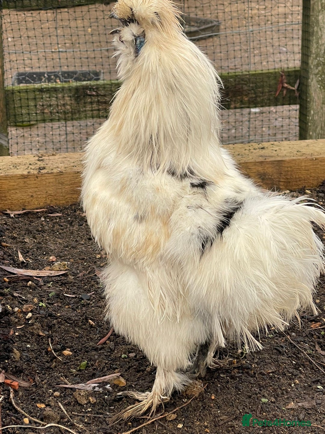 Chickens poultry for sale: Silkies - Male - Advert 3