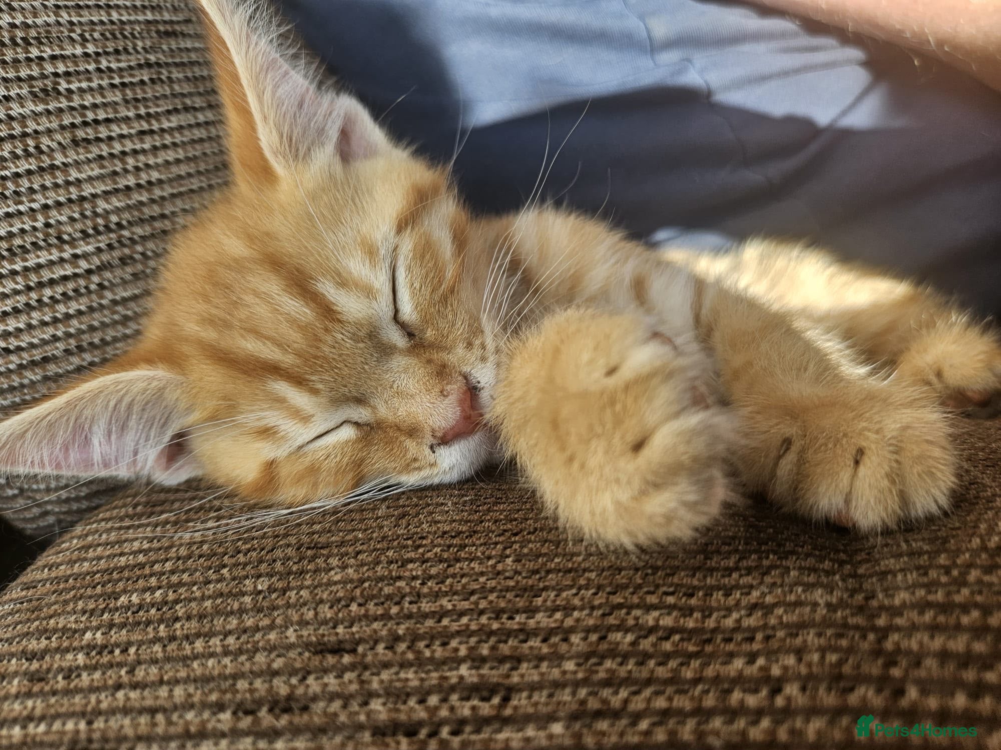 Maine Coon cats  READY TODAY Maine Coon Kittens - Advert 1