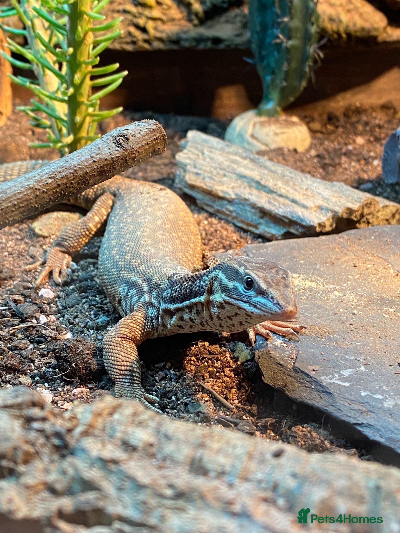 Monitor reptiles Hand Tame Male Ackie Monitor with full setup - Advert 13