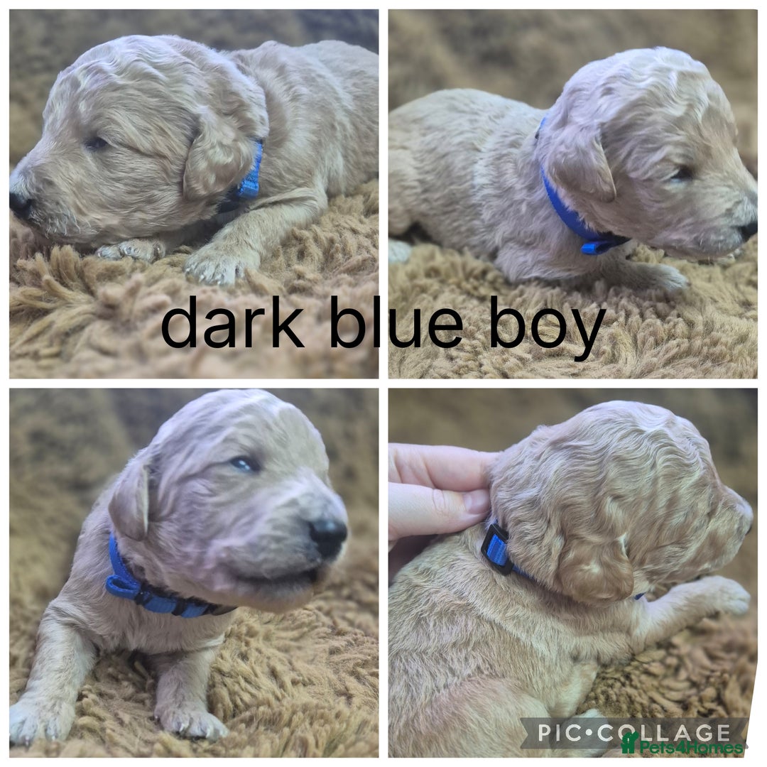 Labradoodle dogs for sale: Labradoodle muti gen f1bb - Image 9