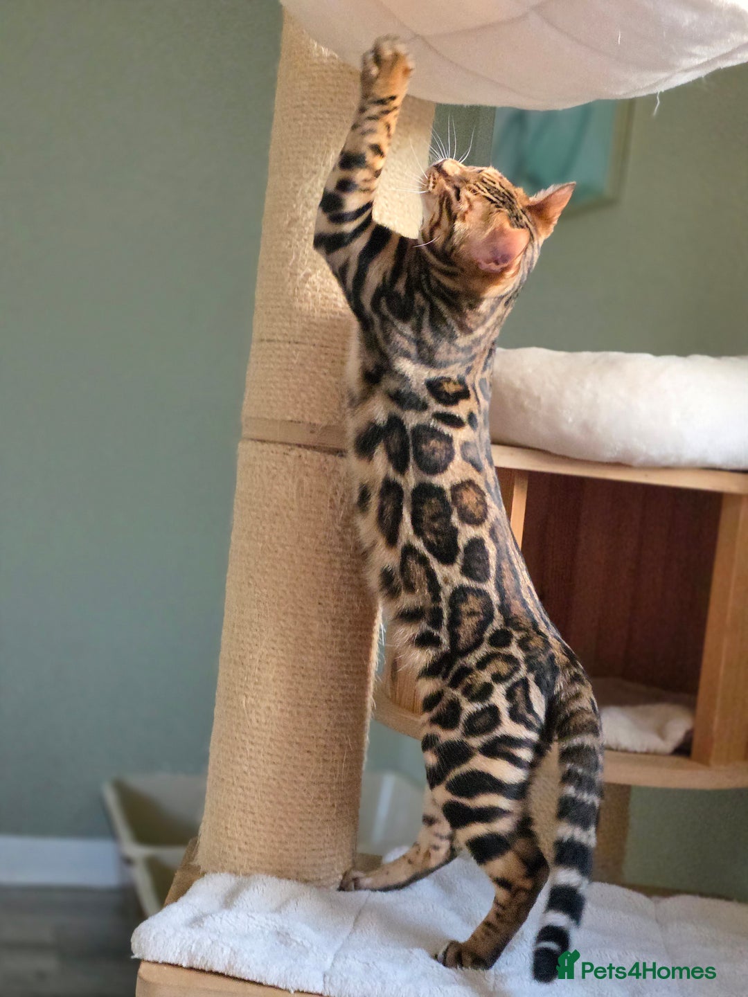 Bengal cats for sale: Brown Rosetted Bengal Prince  - Advert 12