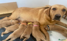Labrador Retriever dogs for sale: Labrador Retriever Fox Red KC Registered  - Image 8