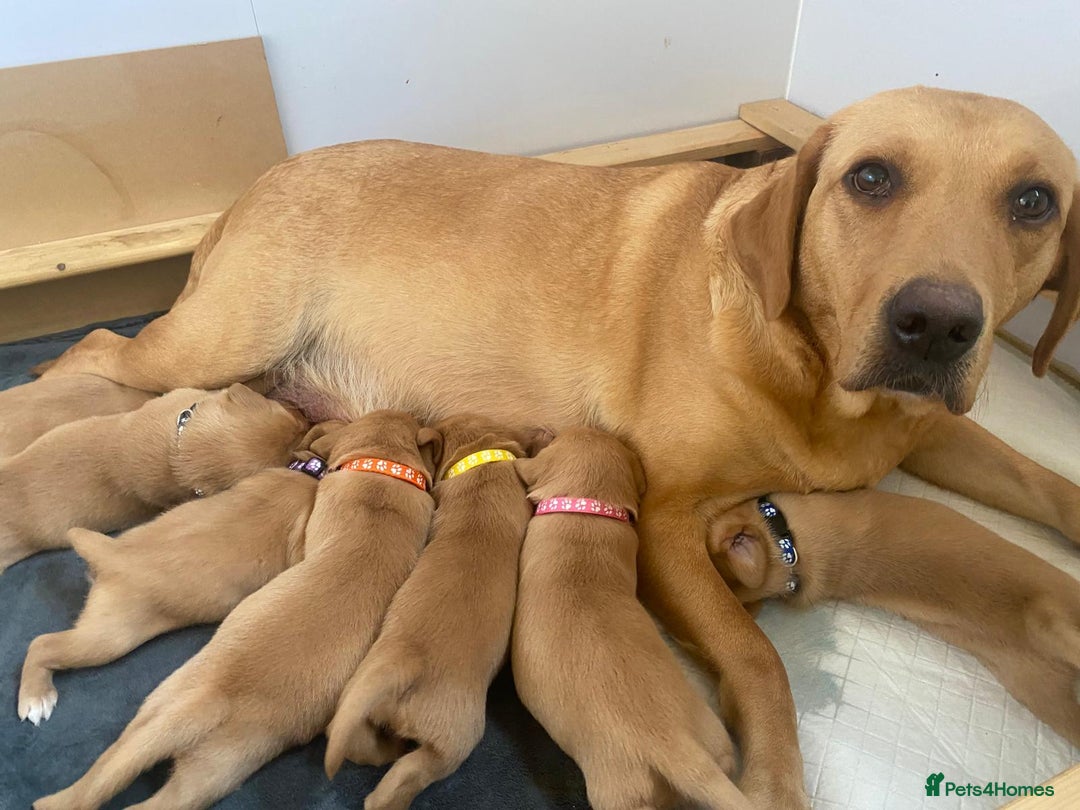 Labrador Retriever dogs for sale: Labrador Retriever Fox Red KC Registered  - Image 8