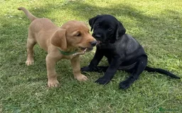 Labrador Retriever dogs for sale: Labrador puppies urgent sale - Image 2