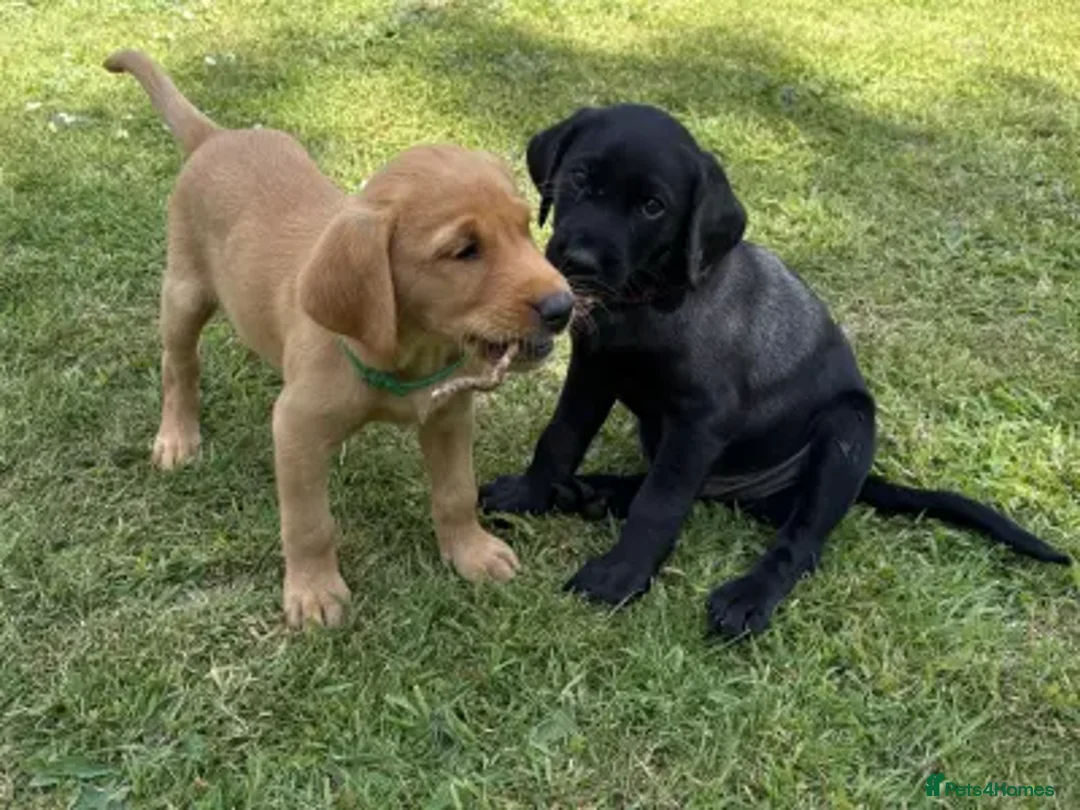 Labrador Retriever dogs for sale: Labrador puppies urgent sale - Image 2