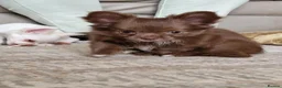 Chihuahua dogs for sale: Brown & Cream Long Haired Russian Girl - Advert 7