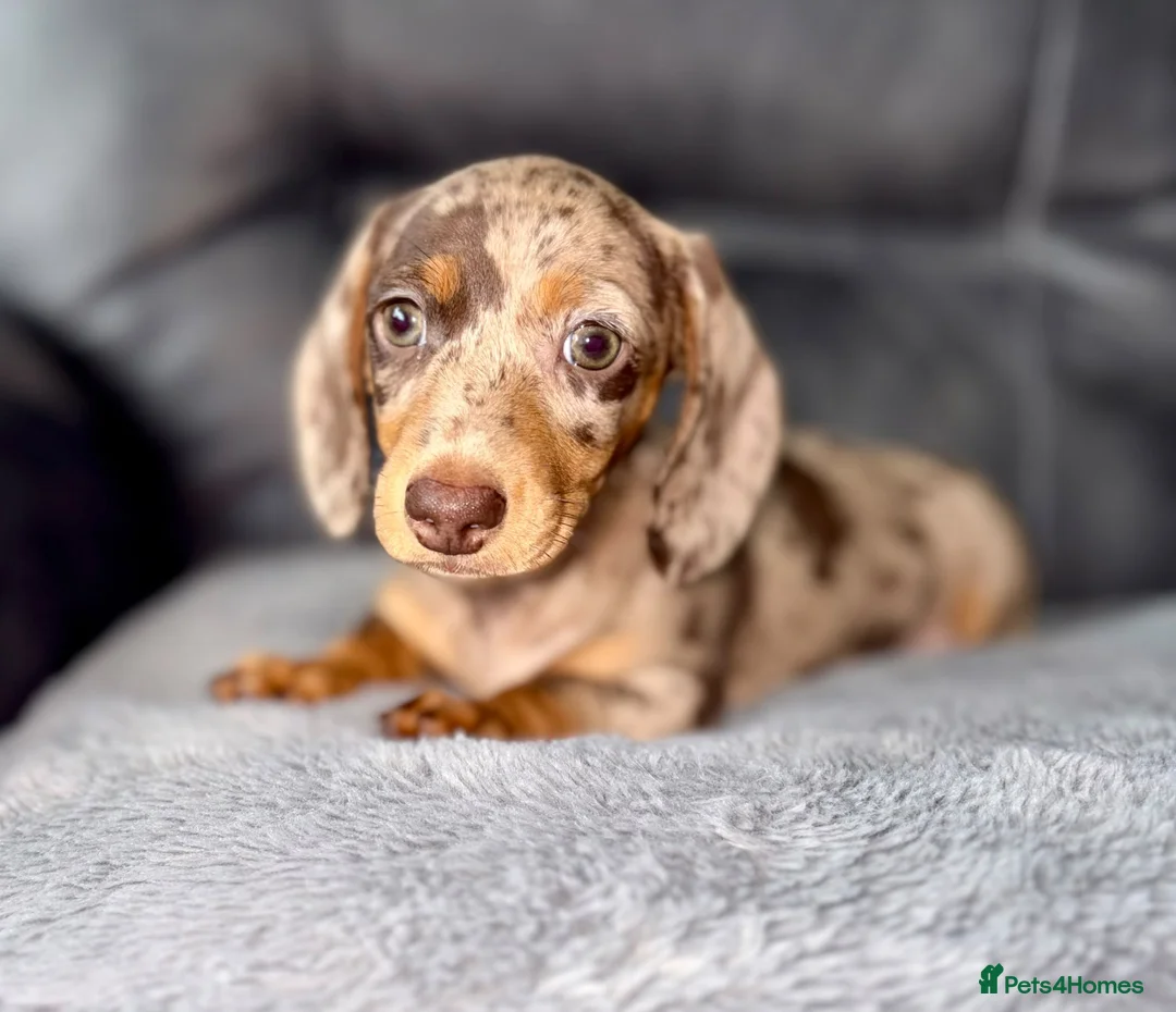 Miniature Dachshund dogs for sale: ADORABLE DAPPLE DACHSHUND PUPPY FOR SALE! ❤️🐶 in Frome - Advert 2
