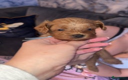 Cavapoo dogs for sale: Adorable cavapoo puppies for sale  - Advert 8