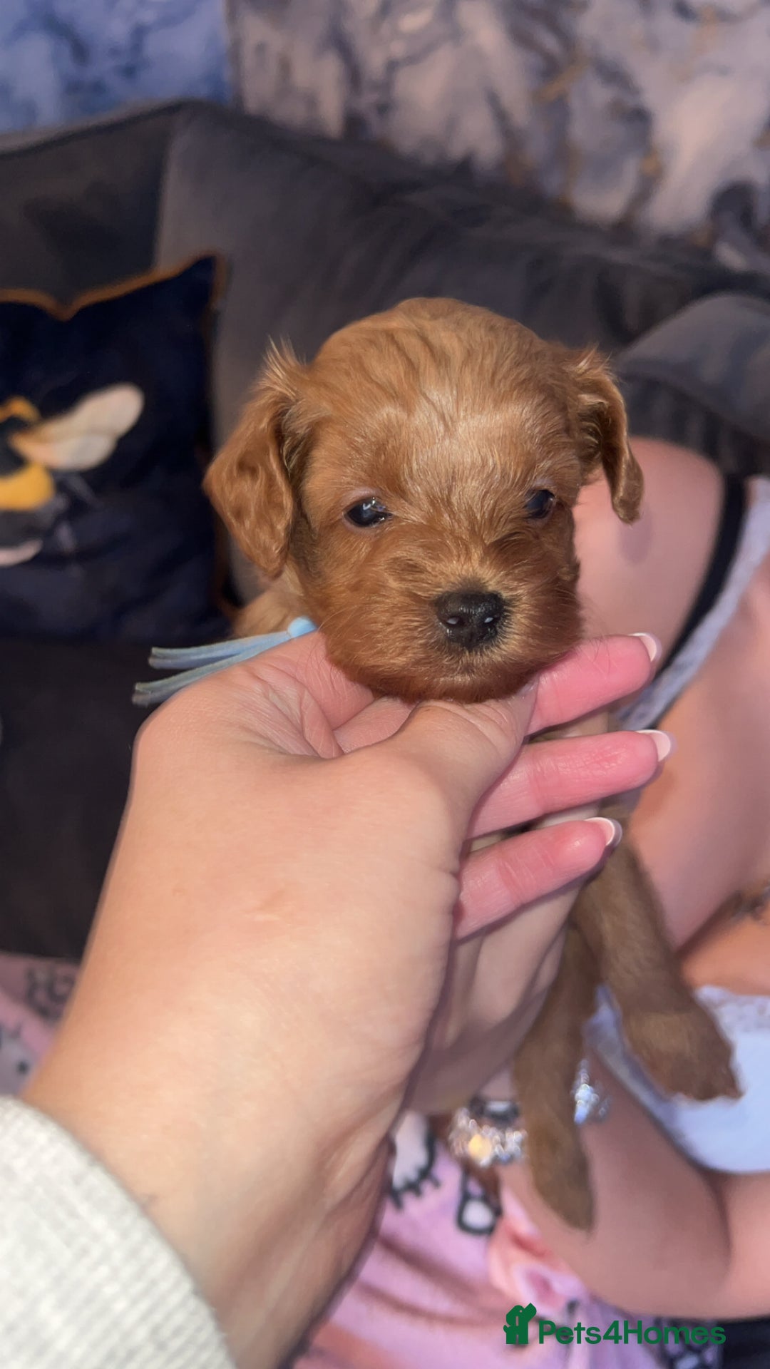 Cavapoo dogs for sale: Adorable cavapoo puppies for sale  - Advert 8