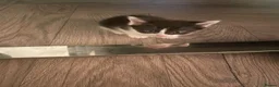 Mixed Breed cats for sale: Mixed bengal kittens  - Advert 9