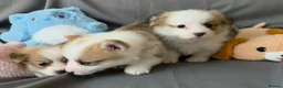 Welsh Corgi Pembroke dogs for sale: Corgi Puppies for Loving Homes – 1 Male, 1 Females - Advert 8