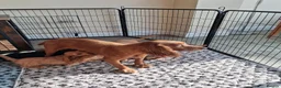 Cockapoo dogs for sale: F1 Cockerpoo Puppies - Advert 1