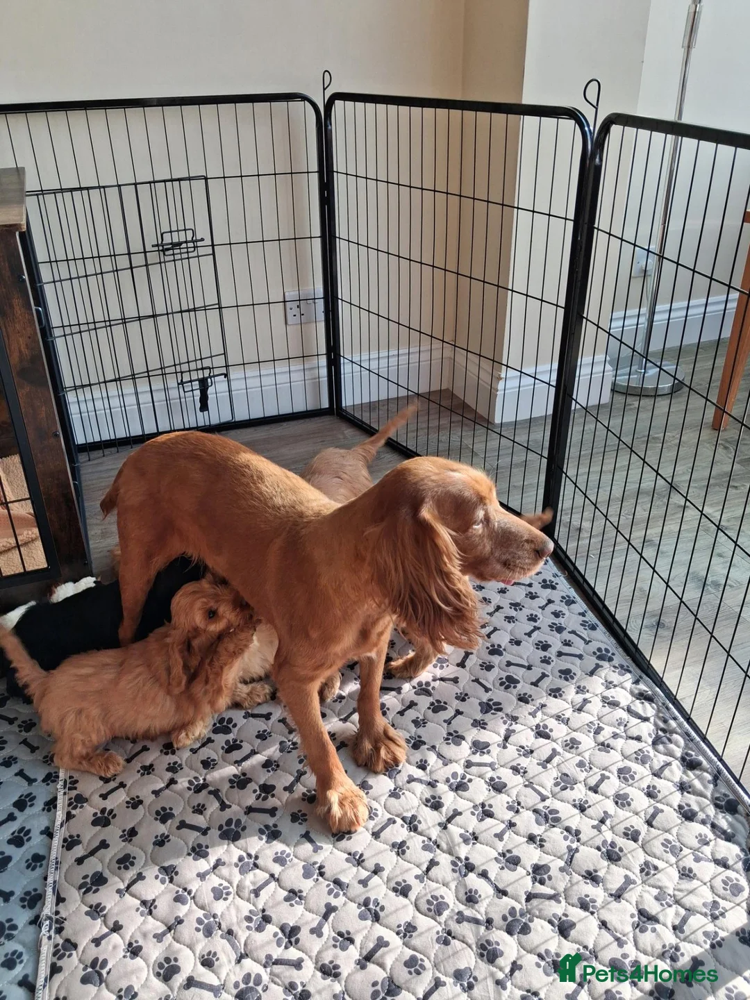 Cockapoo dogs for sale: F1 Cockerpoo Puppies - Advert 1
