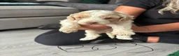 Cockapoo dogs for sale: F1B cockapoos  - Advert 4