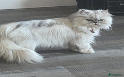 Persian cats for sale: Chinchilla Persian kittens  - Image 14