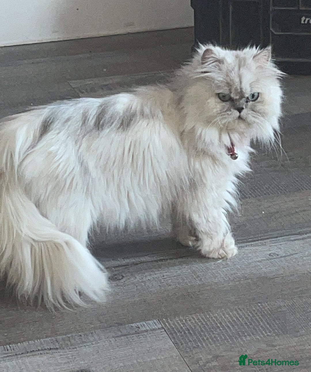 Persian cats for sale: Chinchilla Persian kittens  - Image 14