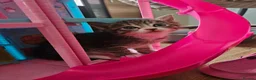 Mixed Breed cats for sale: Kittens  are looking for homes  in Edinburgh - Advert 10