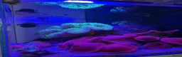 Other/Mixed Breed fish for sale: 120L Fully established Tropical fish tank in Manchester - Advert 2