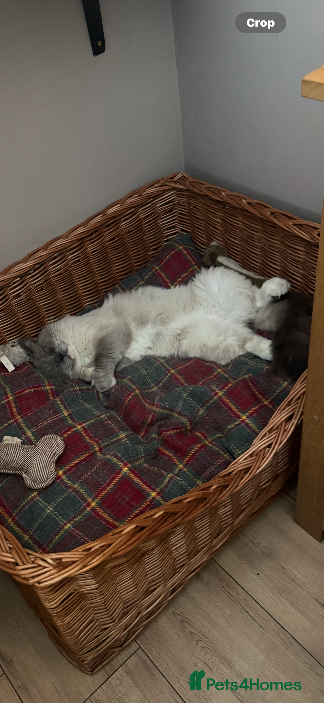 Domestic Shorthair cats for sale: Heartbreakingly a marriage breakup forces rehome - Image 27