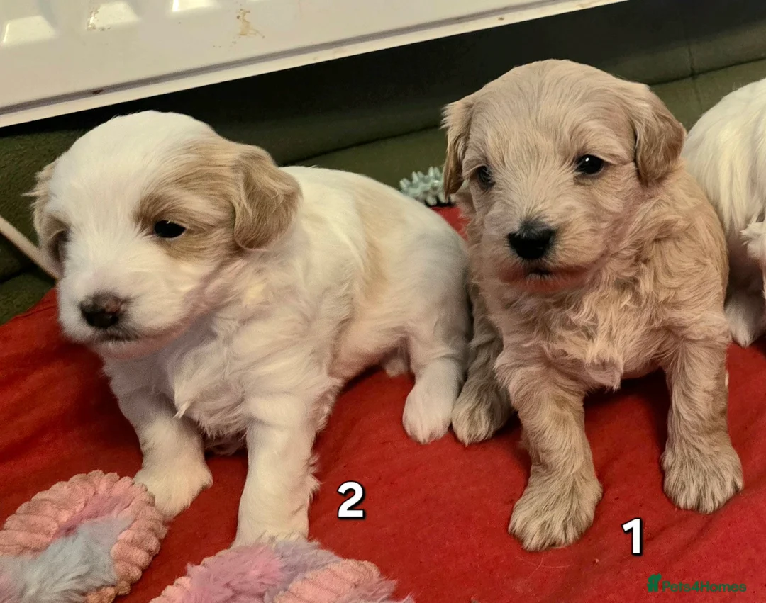 Maltipoo dogs for sale: Loving F2 Maltipoo Puppies Raised at Home 🐾 - Advert 4
