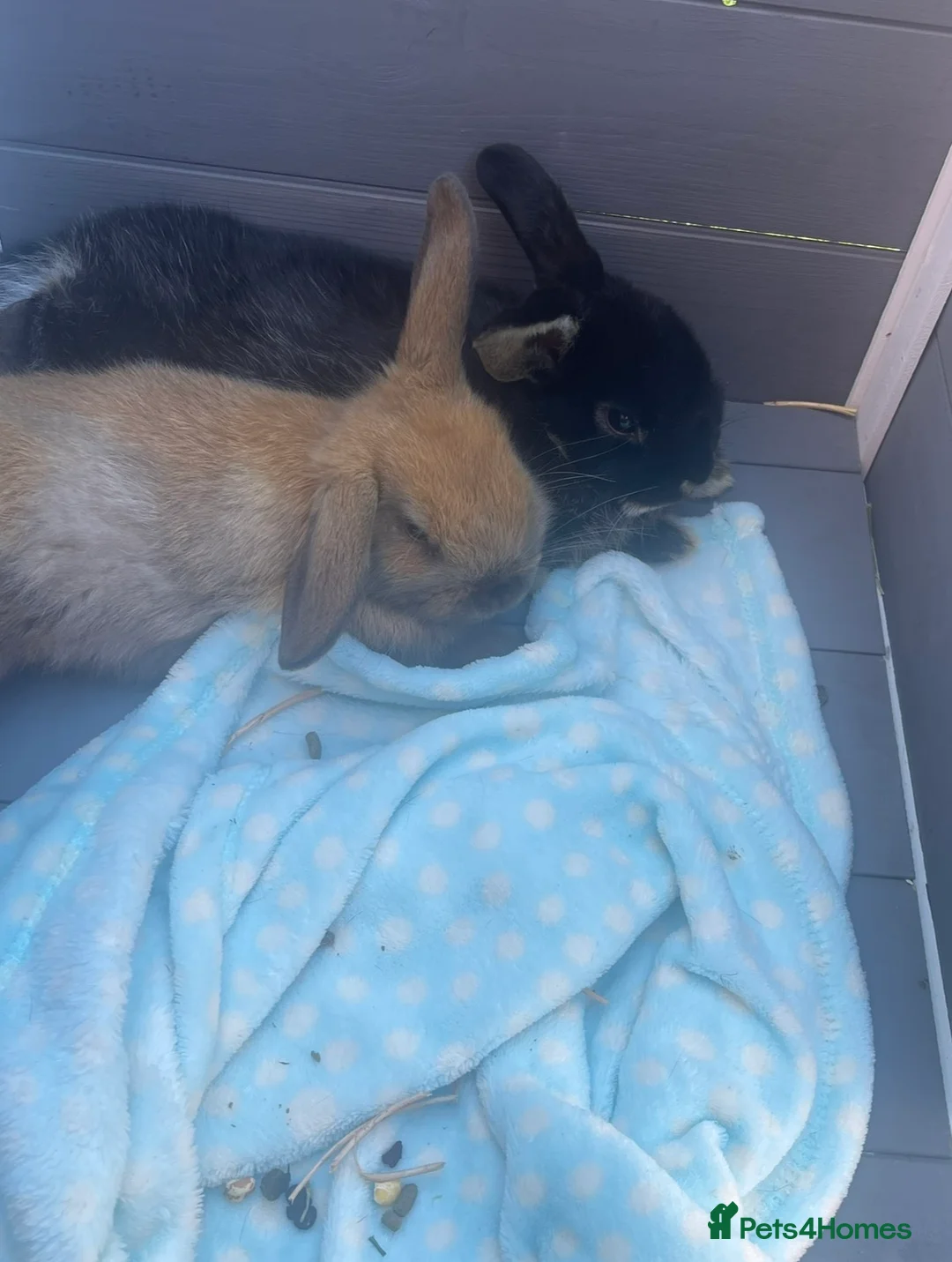 Mini Lop rabbits for sale: Black mini lop male for sale in Hassocks - Advert 1