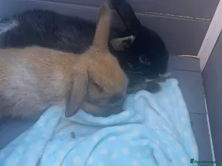 Mini Lop rabbits Black mini lop male for sale in Hassocks - Advert 2