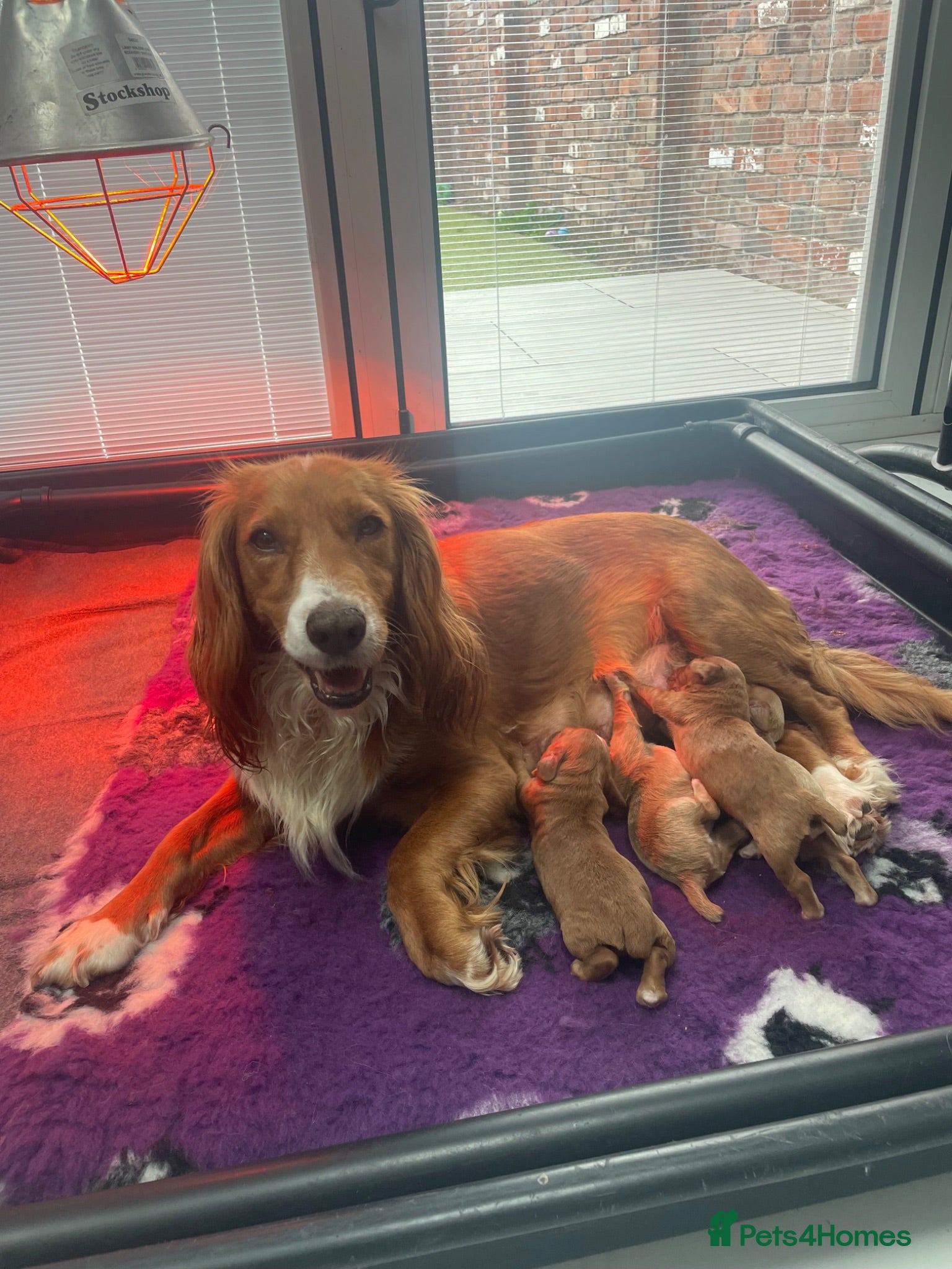 Cocker Spaniel dogs KC registered working cocker spaniels  - Advert 1