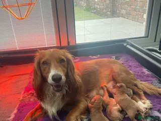 Cocker Spaniel dogs KC registered working cocker spaniels - Advert 1