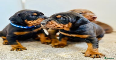 Dobermann dogs KC champion bloodline Doberman pups  - Advert 6