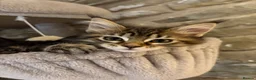 Ragcoon cats for sale: Beautiful Ragcoon kittens 🐱  - Advert 13