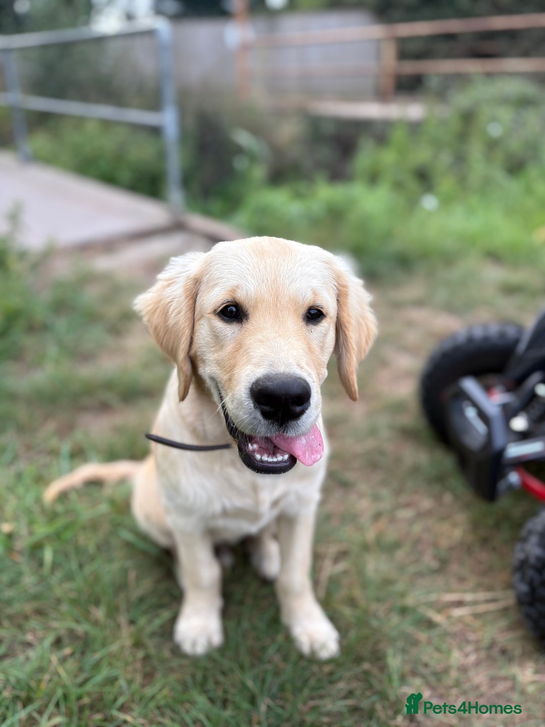 Golden Retriever dogs for sale: Golden retriever  - Image 2