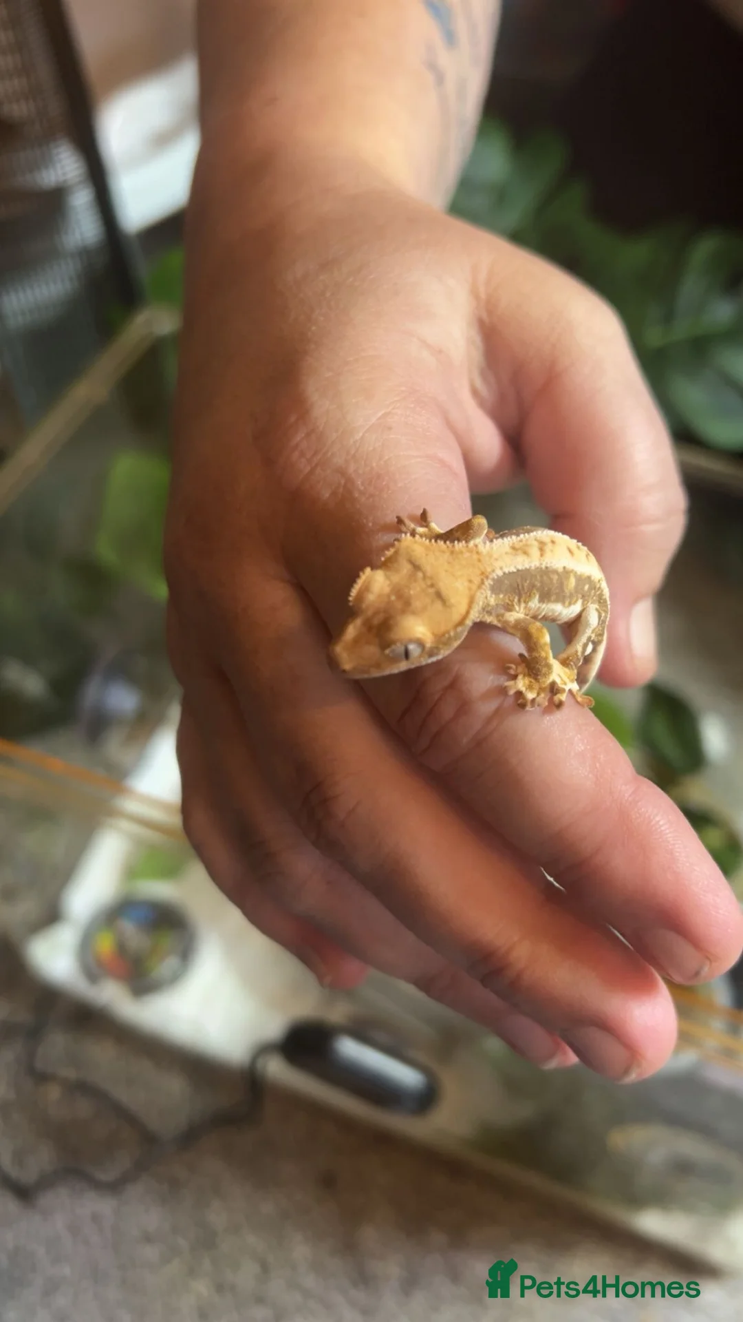Gecko reptiles for sale: Lilly white crested gecko - Advert 2