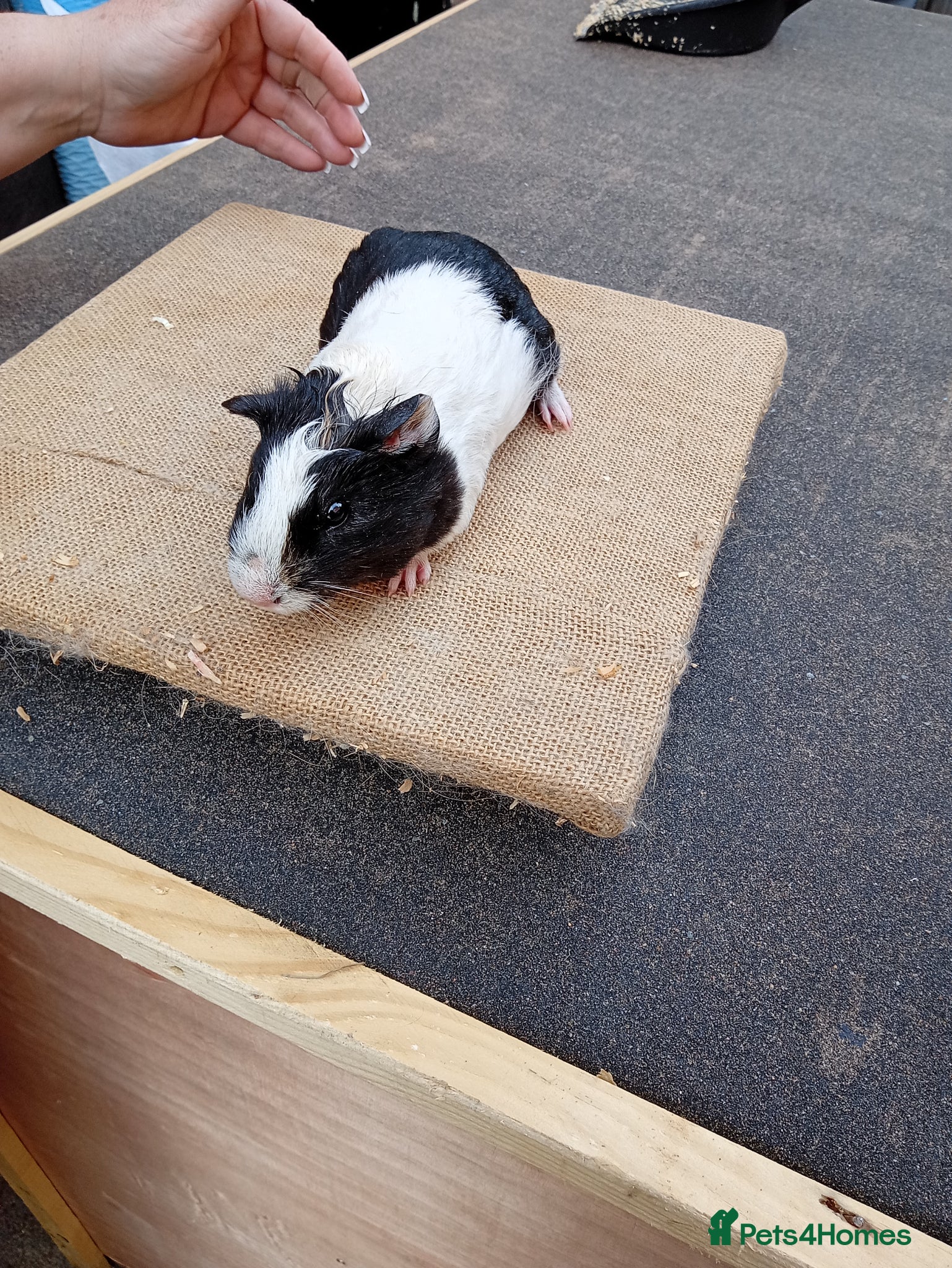 Guinea Pig rodents for sale: Babe guinea pigs sows - Advert 4